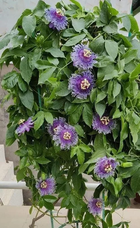 Passiflora Inspiration Live Plant - Exotic Flowering Vine - 4-8 inches Tall - Image 3