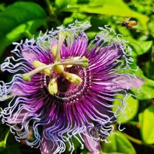 Passiflora Inspiration Live Plant - Exotic Flowering Vine - 4-8 inches Tall - Image 1