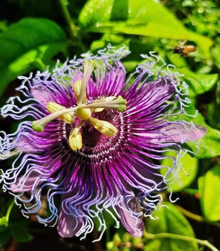 Passiflora Inspiration Live Plant - Exotic Flowering Vine - 4-8 inches Tall - Image 1