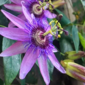 Passiflora Lady Lavender Live Plant - 6-8" Tall - Ship No Pot - Passiflora Lady Lavender Flower Vine Live Plants for Garden - Image 2
