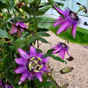 Passiflora Lady Lavender Live Plant - 6-8" Tall - Ship No Pot - Passiflora Lady Lavender Flower Vine Live Plants for Garden - Image 3