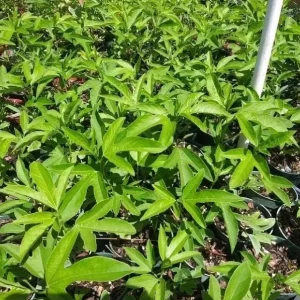 Passiflora Lady Lavender Live Plant - 6-8" Tall - Ship No Pot - Passiflora Lady Lavender Flower Vine Live Plants for Garden - Image 4
