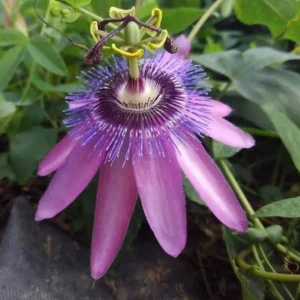 Passiflora Lady Lavender Live Plant - 6-8" Tall - Ship No Pot - Passiflora Lady Lavender Flower Vine Live Plants for Garden - Image 1