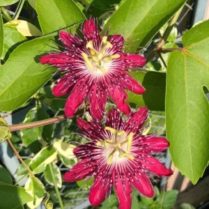 Passiflora Lady Margaret Live Vine Plant - 5-8" Tall - Outdoor Flowering Vine - Image 2