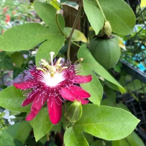 Passiflora Lady Margaret Live Vine Plant - 5-8