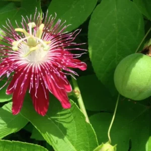 Passiflora Lady Margaret Live Vine Plant - 5-8