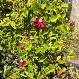 Passiflora Lady Margaret Live Vine Plant - 5-8