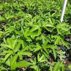 Passiflora Lady Margaret Live Vine Plant - 5-8