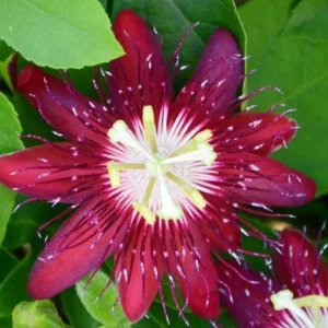 Passiflora Lady Margaret Live Vine Plant - 5-8" Tall - Outdoor Flowering Vine - Image 1