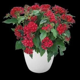 Pentas Cranberry Punch Live Plants - 2-Pack, 5-9" Tall, Egyptian Starcluster, Outdoor - Image 2