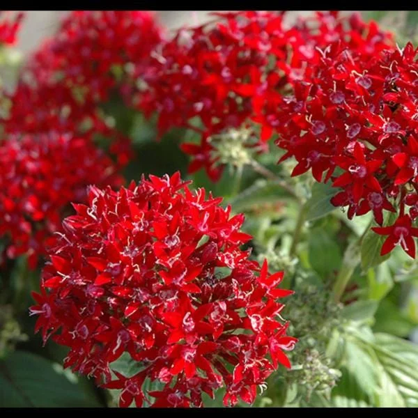 Pentas Cranberry Punch Live Plants - 2-Pack, 5-9" Tall, Egyptian Starcluster, Outdoor - Image 3