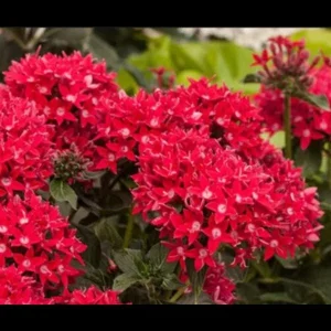 Pentas Cranberry Punch Live Plants - 2-Pack, 5-9