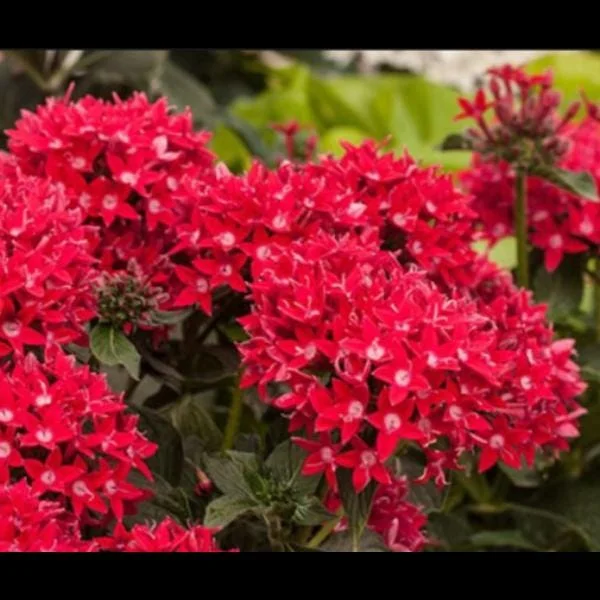 Pentas Cranberry Punch Live Plants - 2-Pack, 5-9" Tall, Egyptian Starcluster, Outdoor - Image 4