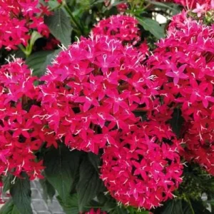 Pentas Cranberry Punch Live Plants - 2-Pack, 5-9" Tall, Egyptian Starcluster, Outdoor - Image 1