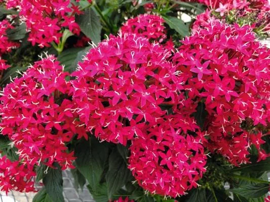 Pentas Cranberry Punch Live Plants - 2-Pack, 5-9" Tall, Egyptian Starcluster, Outdoor - Image 1