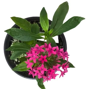 Pentas Jessica Punch Live Plant, Pink Egyptian Starcluster, 5-9" Tall, 2-Pack, Outdoor - Image 2