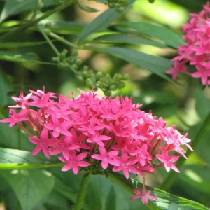 Pentas Jessica Punch Live Plant, Pink Egyptian Starcluster, 5-9