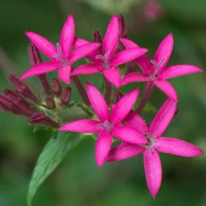 Pentas Jessica Punch Live Plant, Pink Egyptian Starcluster, 5-9