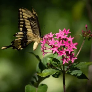 Pentas Jessica Punch Live Plant, Pink Egyptian Starcluster, 5-9