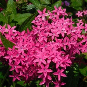 Pentas Jessica Punch Live Plant, Pink Egyptian Starcluster, 5-9" Tall, 2-Pack, Outdoor - Image 1