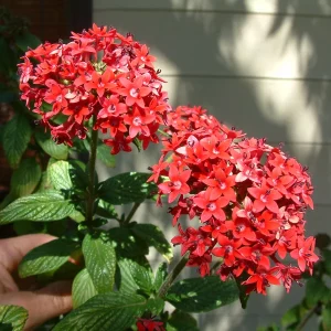 Pentas Pink Profusion Live Plant - Egyptian Starcluster, 5-9" Tall, 2 Pack - Image 1