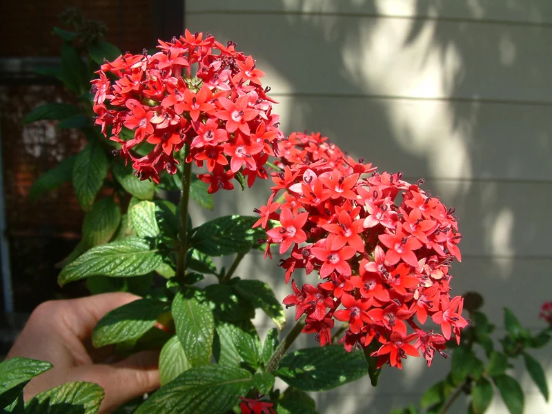 Pentas Pink Profusion Live Plant - Egyptian Starcluster, 5-9" Tall, 2 Pack - Image 1