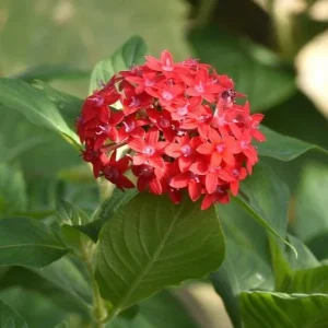 Pentas Pink Profusion Live Plant - Egyptian Starcluster, 5-9" Tall, 2 Pack - Image 2