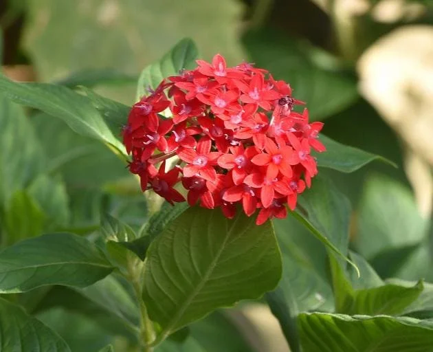 Pentas Pink Profusion Live Plant - Egyptian Starcluster, 5-9" Tall, 2 Pack - Image 2
