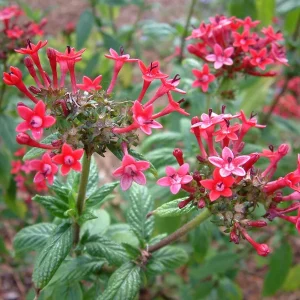 Pentas Pink Profusion Live Plant - Egyptian Starcluster, 5-9