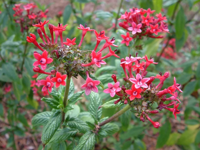 Pentas Pink Profusion Live Plant - Egyptian Starcluster, 5-9" Tall, 2 Pack - Image 3
