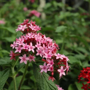 Pentas Starburst Live Plants - Pack of 2, 5-9" Tall, Pink & White Bicolor Flowers - Image 2