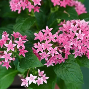 Pentas Starburst Live Plants - Pack of 2, 5-9