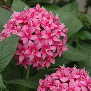 Pentas Starburst Live Plants - Pack of 2, 5-9" Tall, Pink & White Bicolor Flowers - Image 1