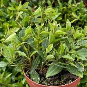 Peperomia Beetle Live Plant - Trailing Houseplant in 4 inch Pot - Easy Care Indoor - Image 2