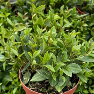 Peperomia Beetle Live Plant - Trailing Houseplant in 4 inch Pot - Easy Care Indoor - Image 3