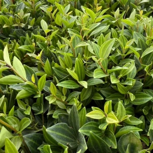Peperomia Beetle Live Plant - Trailing Houseplant in 4 inch Pot - Easy Care Indoor - Image 4
