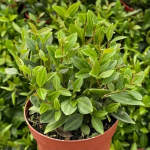 Peperomia Beetle Live Plant - Trailing Houseplant in 4 inch Pot - Easy Care Indoor - Image 1