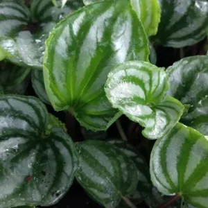 Peperomia Ecuador Watermelon Live Plant – 4 Inch Pot – Indoor Houseplant - Image 1