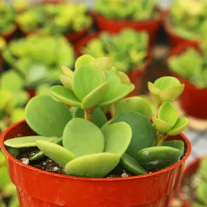 Peperomia Hope Live Plant - Easy Care Trailing Indoor Plant in 4 Inch Pot - Image 2
