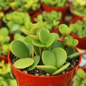 Peperomia Hope Live Plant - Easy Care Trailing Indoor Plant in 4 Inch Pot - Image 3