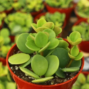 Peperomia Hope Live Plant - Easy Care Trailing Indoor Plant in 4 Inch Pot - Image 4