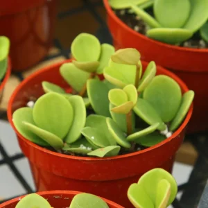 Peperomia Hope Live Plant - Easy Care Trailing Indoor Plant in 4 Inch Pot - Image 5