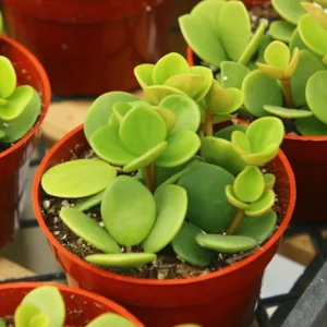 Peperomia Hope Live Plant - Easy Care Trailing Indoor Plant in 4 Inch Pot - Image 1