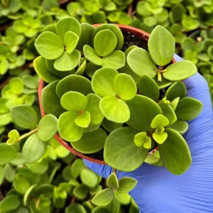 Peperomia Hope Live Plant – Trailing Houseplant – 4 inch or 6 inch Pot – Indoor - Image 2