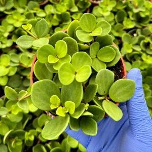 Peperomia Hope Live Plant – Trailing Houseplant – 4 inch or 6 inch Pot – Indoor - Image 3