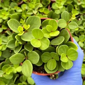 Peperomia Hope Live Plant – Trailing Houseplant – 4 inch or 6 inch Pot – Indoor - Image 4