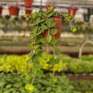 Peperomia Hope Live Plant – Trailing Houseplant – 4 inch or 6 inch Pot – Indoor - Image 1
