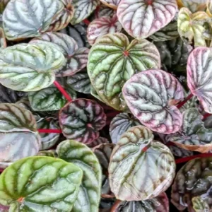 Peperomia Luna Red Live Plant – 4 Inch Pot – Indoor Houseplant - Image 2