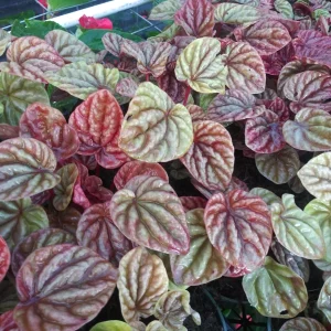 Peperomia Luna Red Live Plant – 4 Inch Pot – Indoor Houseplant - Image 1