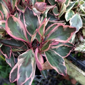 Peperomia Rainbow Ginny Live Plant - 4 Inch Pot - Colorful Indoor Foliage - Image 1